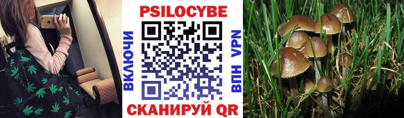 Псилоцибиновые грибы GOLDEN TEACHER  сайты даркнета наркотические препараты  Всеволожск 